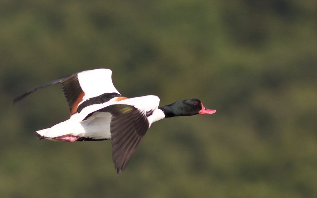 – BTO reviews 30 years of MHWESG Shelduck data